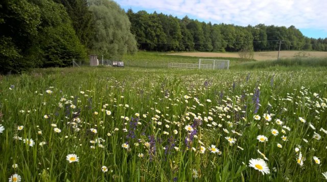 Grossansicht in neuem Fenster: Artenreiche Wiese in Fernhag