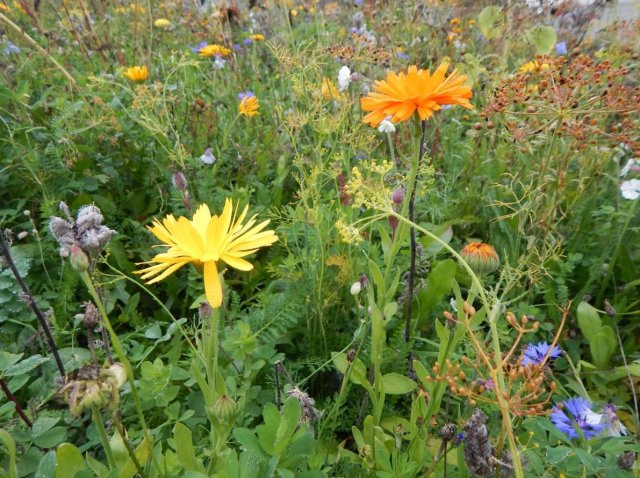 Veitshöchsheimer Bienenweide