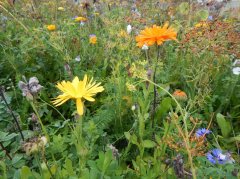 Veitshöchsheimer Bienenweide