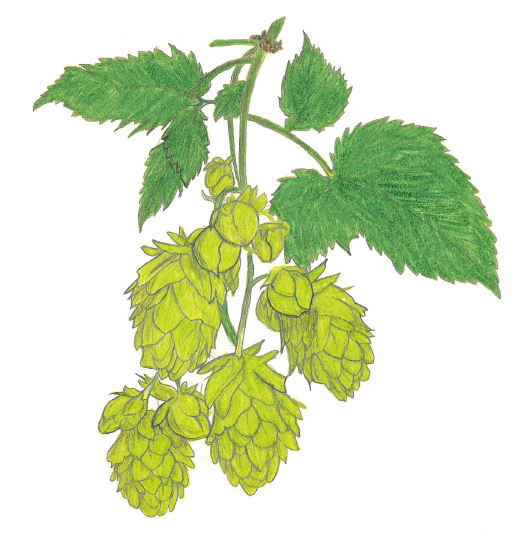 Hopfendolde von Christian Eccel 2023 fürs Goldene Buch zur Hopfenkönigin Lena Schmid