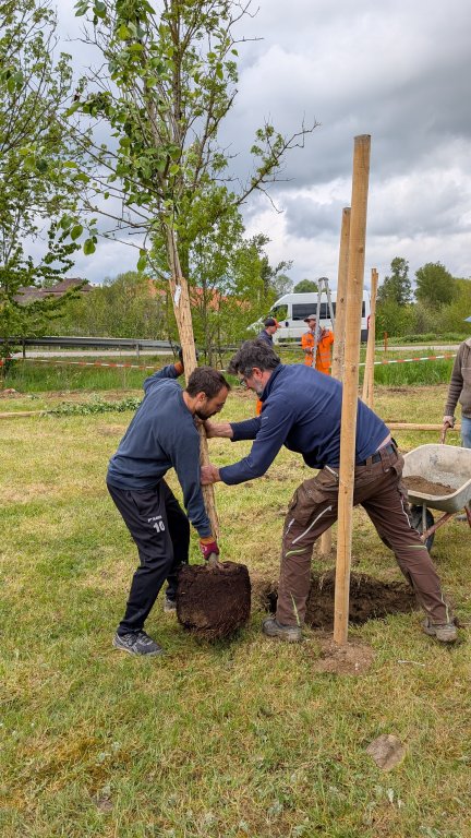 Pflanzaktion STS - Gemeinde - Baum pflanzen - von Martin Koch Pflanzaktion STS - Gemeinde - Baum pflanzen - von Martin Koch